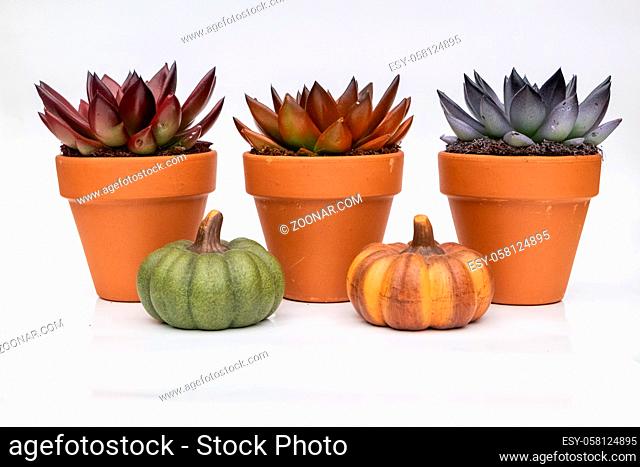 Various colorful succulent echeveria house plants in stone pots and small pumpkins on white background