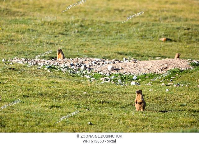 Marmots in the field