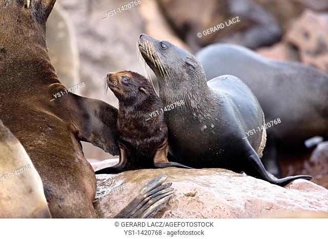 SOUTH AFRICAN FUR SEAL arctocephalus pusillus, FEMALE WITH BABY, CAPE CROSS IN NAMIBIA