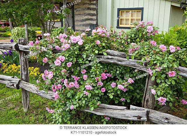 A rustic old garden fence with wild roses at the Peach Haus cottage in Fredericksburg, Texas, USA