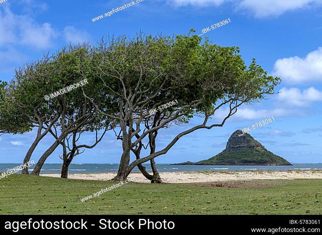 Chinaman's Hat, also Mokoli?i, with trees on the beach, Oahu, Hawaii, USA, North America