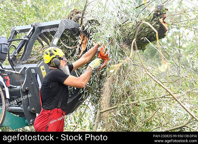 25 August 2023, Bavaria, Lindau: A man works with a chainsaw on a fallen tree at a campground. The previous night, a severe thunderstorm had passed over the...