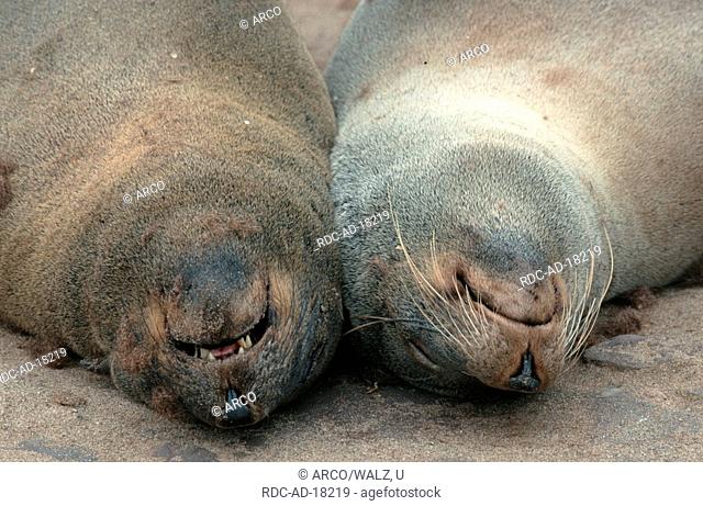 South African Fur Seals, Cape Cross, Namibia, Arctocephalus pusillus