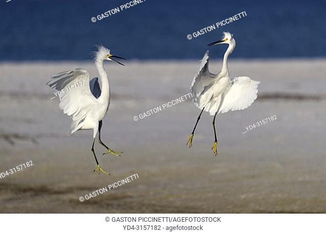 White heron (Ardea alba), fighting, Siesta Key, Sarasota, Florida, USA