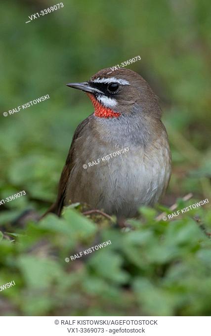 Siberian Rubythroat / Rubinkehlchen ( Luscinia calliope ), male bird, extremly rare in Western Europe, first record in Netherlands, frontal view, wildlife