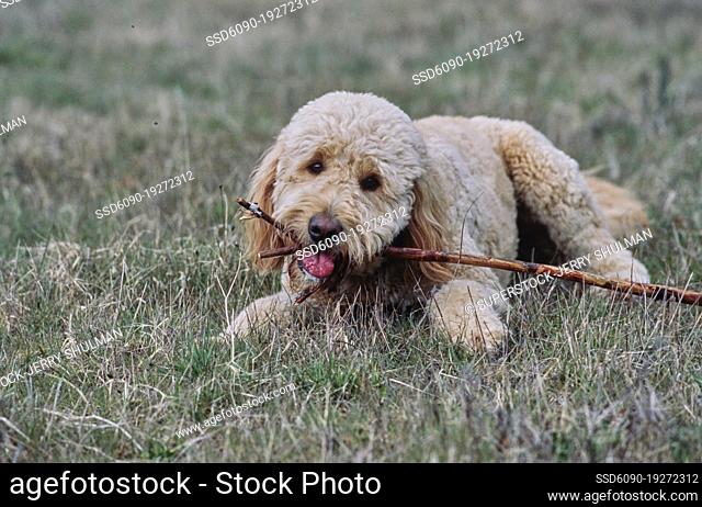 Goldendoodle laying in field chewing stick