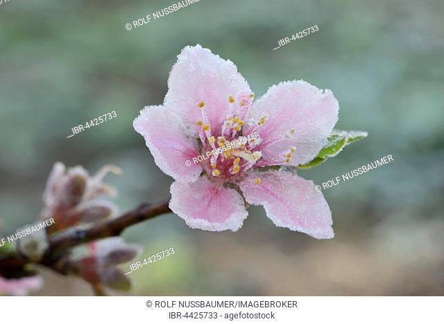 Peach (Prunus persica), tree, frost covered blossom, Texas, USA