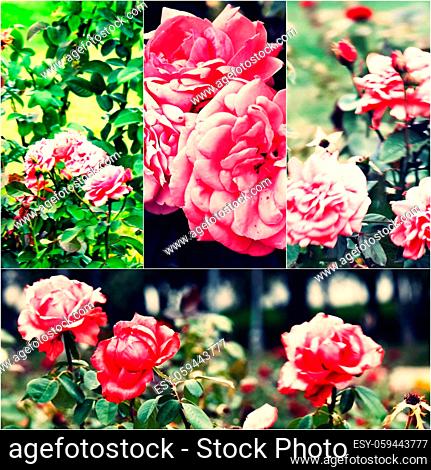 Garden roses on bush. Collage of colorized images. Toned photos set