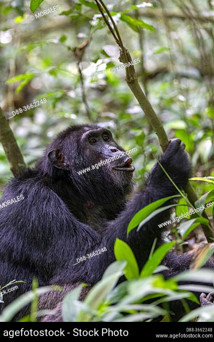 Africa, Ouganda, Parc national de Kibale, Chimpanzee (Pan troglodytes) male , Uganda, Kibale National Park