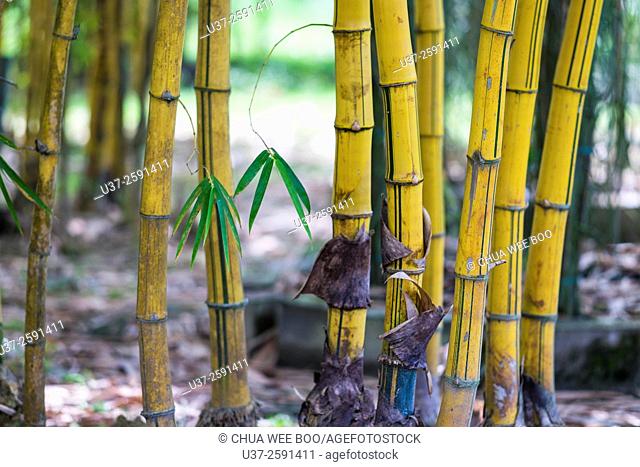 Yellow bamboos. Image taken at Orchid Garden, Kuching, Sarawak, Malaysia