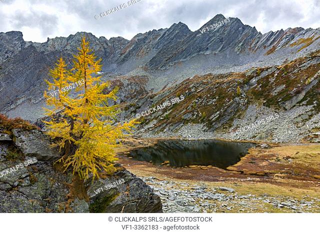 Lonely larch on the ridge above Lago Gelato in autumn, Valle di Campo, Valle Maggia, Canton Ticino, Switzerland, Europe