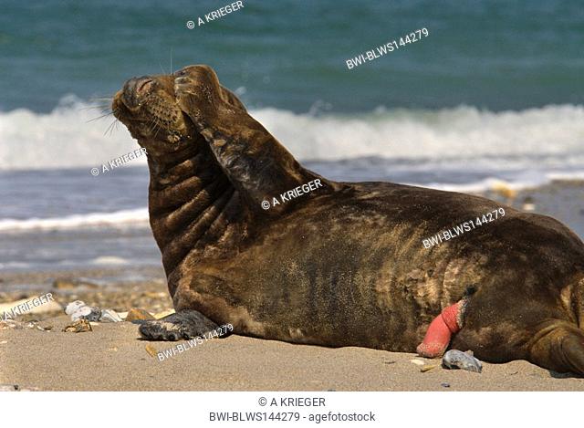 gray seal Halichoerus grypus, bull lying on the beach with erected penis, scatching its head with its fin, Germany, Schleswig-Holstein, Heligoland