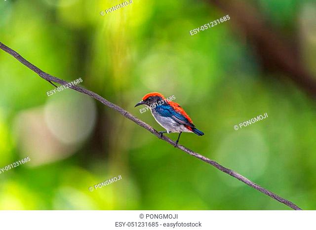 Bird (Scarlet-backed Flowerpecker, Dicaeum cruentatum) male black color with red streak down its back perched on a tree in a nature wild
