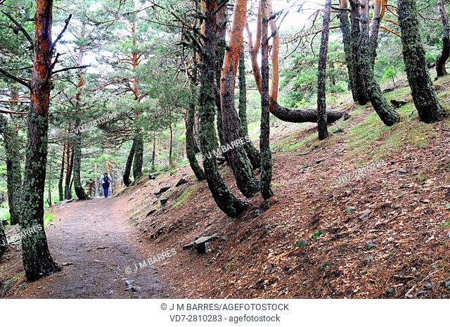 Creep, downhill creep or soil creep is the downward progression of soil. Trees curvature testify the process. This photo was taken in Sierra de Guadarrama