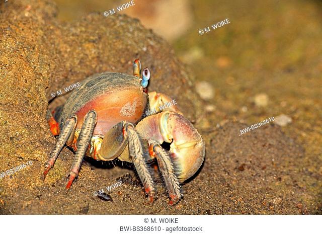 Red Claw Crab, Land crab (Cardisoma carnifex), diggs a hole on the beach, Seychelles, La Digue