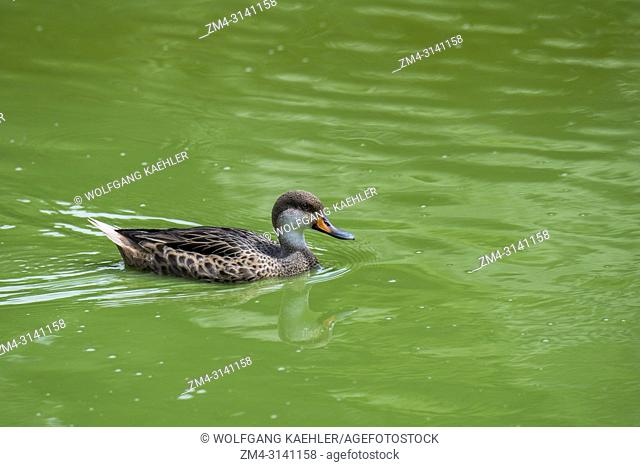 A White cheeked Pintail duck or Bahama Pintail duck (Anas bahamensis) is feeding in a pond in the highlands of Santa Cruz Island in the Galapagos Islands