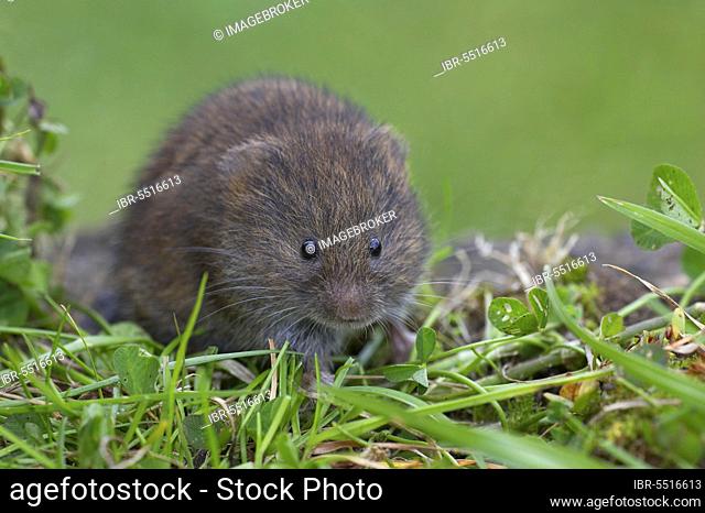 Field vole (Microtus agrestis), Common voles, voles, mice, mouse, rodents, mammals, animals, Field Vole adult, Warwickshire, England, summer