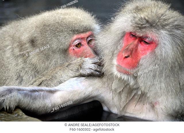 Japanese macaques, Macaca fuscata, in social grooming behavior inside natural thermal spring, Jigokudani Monkey Park, Joshinetsu Kogen National Park Yamanouchi