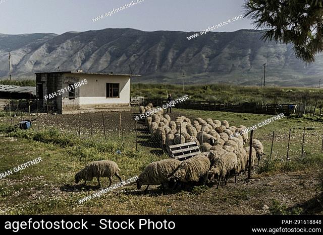 A flock of sheep, photographed in the Albanian village of Orikum, May 25, 2022. - oricum/Albanien