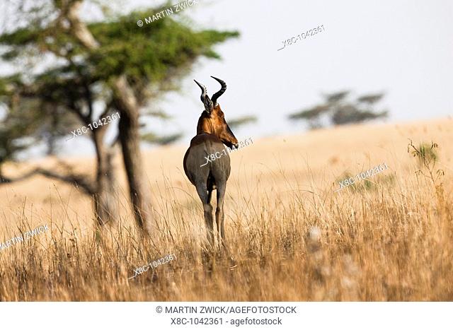 Swayne's Hartebeest Alcelaphus buselaphus swaynei, Senkele Wildlife Sanctuary  Swayne's Hartebeest is an endangered antilope