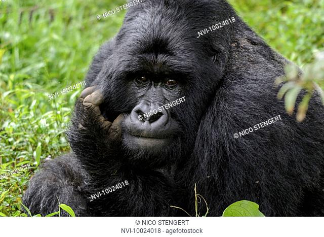 Silverback, Mountain Gorilla (Gorilla beringei beringei), Nyakagezi gorilla group, Mgahinga Gorilla National Park, Virunga Volcanoes, Kisoro, Uganda, Africa
