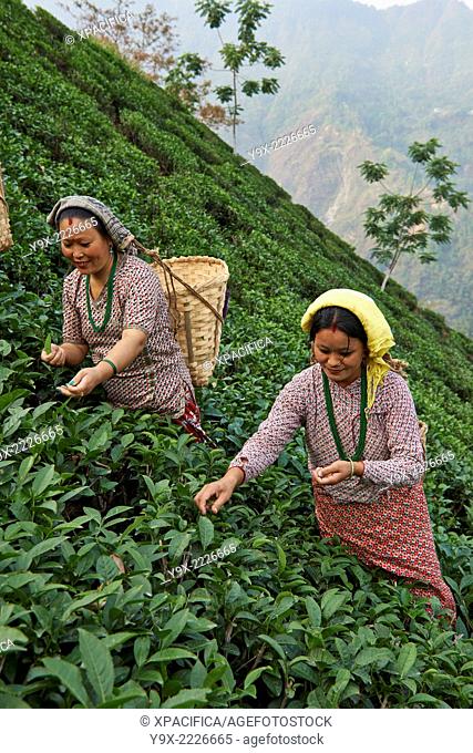 Female labor workers harvesting tea leaves in the tea plantation of the Glenburn Tea Estates in Darjeeling, first established in 1859
