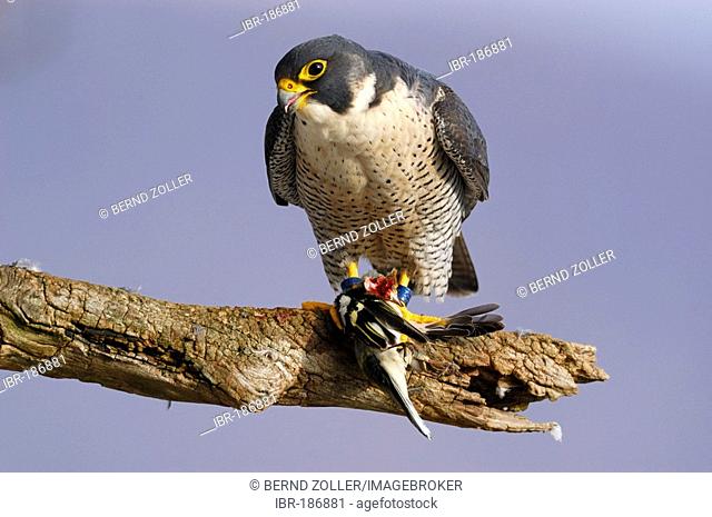 Wanderfalke (Falco peregrinus) mit Beute an seinem Rupfplatz, Buchfink (Fringilla coelebs), Schwaebische Alb Baden Wuerttemberg Deutschland, wildlife |