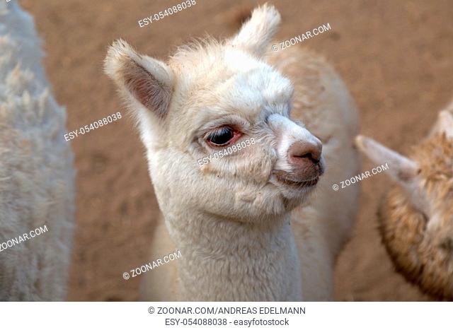 Portrait eines Lama Babys