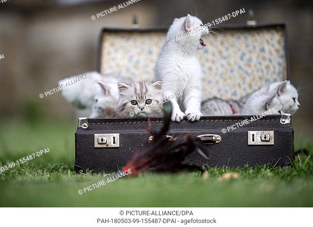 03 May 2018, Germany, Dortmund: Seven British shorthair cats sitting in a suitcase in a field, ahead of the ""Hund und Katz 2018"" (Dog and Cat 2018) show