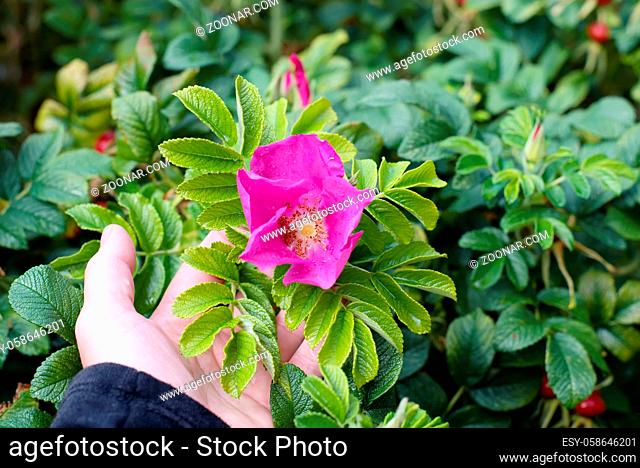Flower of pink dogrose growing in nature in female hand holds a branch of a dogrose with leaves