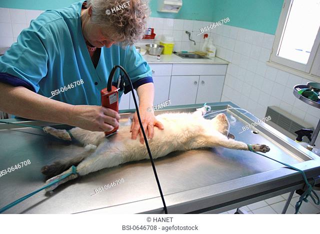 Photo essay. The veterinary technician prepares the operation area by shaving the part to be operated. La Crau Veterinary clinic