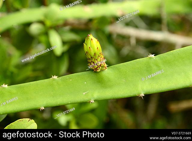Hylocereus setaceus is an epiphytic cactus native to South America. This photo was taken in Paraty, Brazil