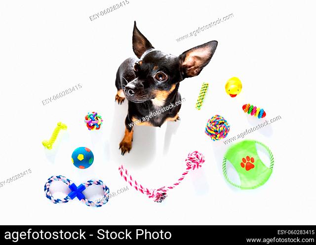 curious prague ratter dog looking up to owner waiting or sitting patient to play or go for a walk, isolated on white background, with a lot of pet toys