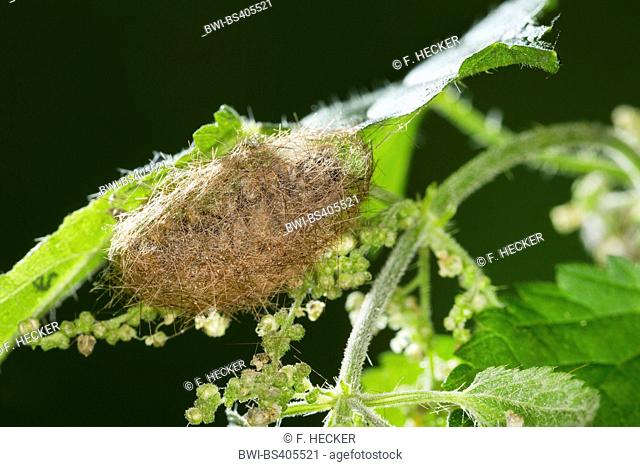 Buff Ermine Moth (Spilosoma lutea, Spilosoma luteum, Spilarctia lutea), pupa in a cocoon on a nettle leaf, Germany