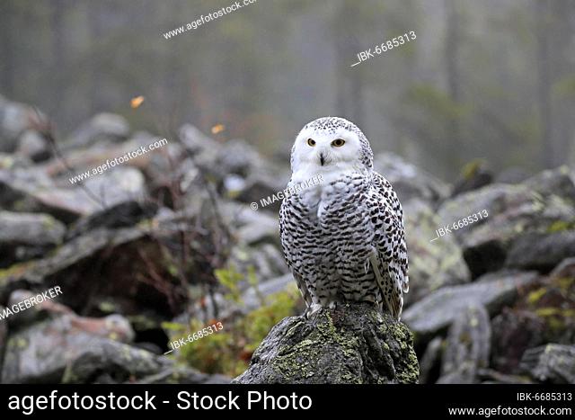 Snowy owl (Nyctea scandiaca), adult, alert, on rocks, in autumn, Bohemian Forest, Czech Republic, Europe