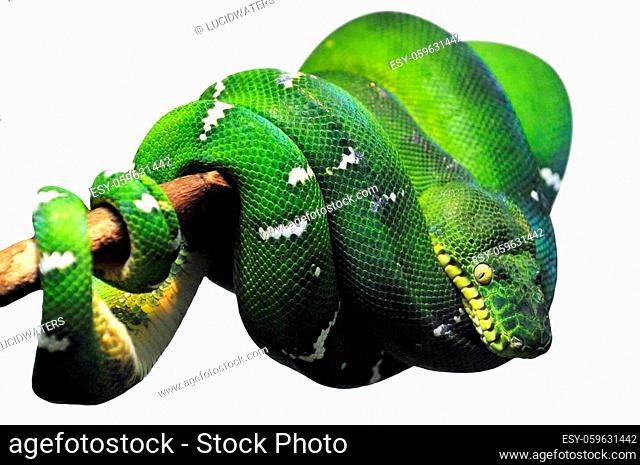 Emerald tree boa warped on a tree branch isolated on white background