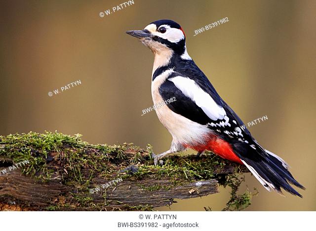 Great spotted woodpecker (Picoides major, Dendrocopos major), Great spotted woodpecker sitting on mossy deadwood, Belgium