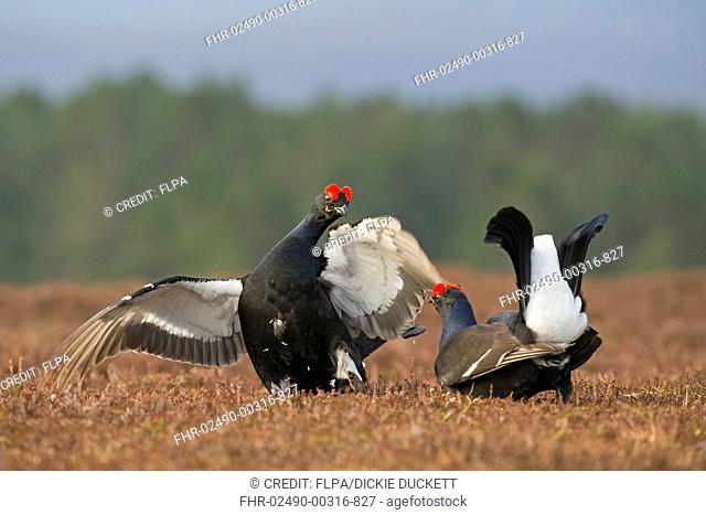 Black Grouse (Tetrao tetrix) two adult males, fighting at lek on moorland, Cairngorms, Highlands, Scotland, April