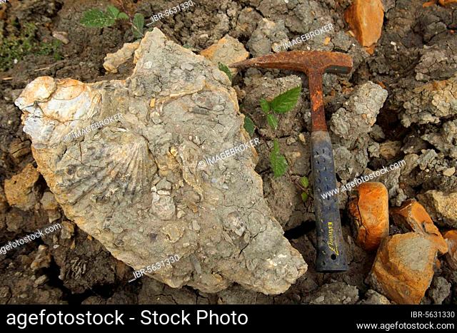 Fossils with fossil hammer, Osmington Mills, Dorset, England, United Kingdom, Europe
