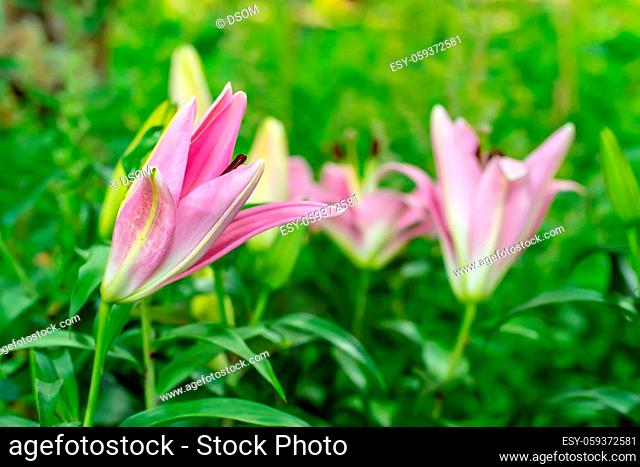 Lily in the garden on a nature background