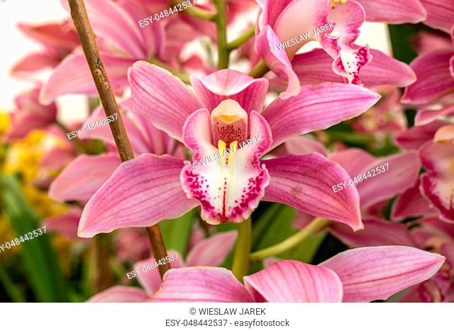 Close up of beauty colorful orchid flower