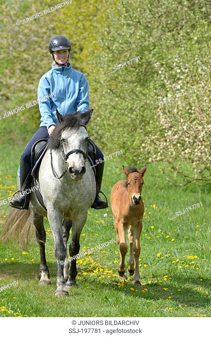 Connemara Pony. Young rider on back of a gray mare accompanied by its foal. Germany