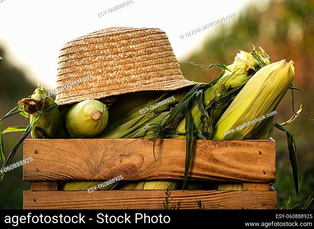 Closeup view at wooden crate with sweet corn cobs and straw hat at corn field sunset summer time somewhere in Ukraine. Harvest maize concept