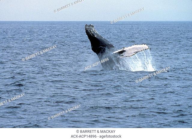 Megaptera novaeangliae, Humpback Whale, breaching, Mammal, Mammalia, Ocean