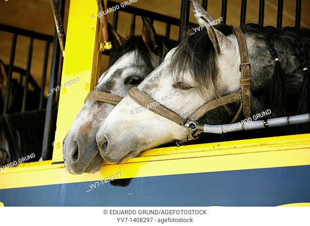 Horse love  Malaga, Costa del Sol, Andalusia, Spain
