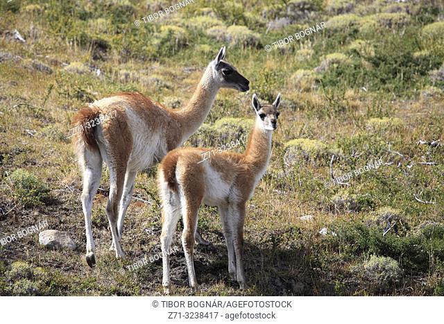 Chile, Magallanes, Torres del Paine, national park, guanacos, lama guanicoe, female and young chulengo,