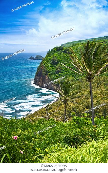 coconut palm trees and Pololu Beach, Pololu Valley, North Kohala, Big Island, Hawaii, Pacific Ocean