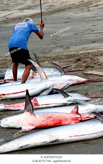 Dead marlin and thresher sharks being butchered from fishing catch in Lamalera, Lembata Island, Eastern Indonesia