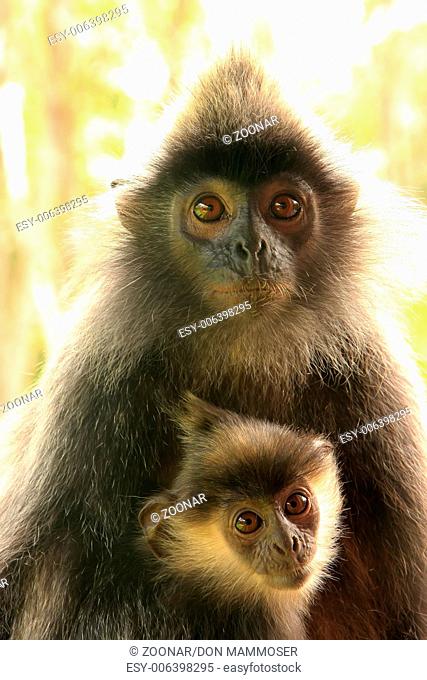 Silvered leaf monkey with a baby, Sepilok, Borneo