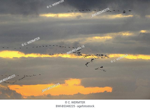 Common crane, Eurasian Crane (Grus grus), flock flying to its sleeping-place at sunset, Germany, Mecklenburg-Western Pomerania